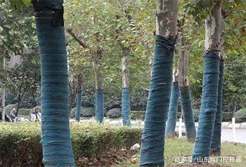 园林植物防寒的裹树布
